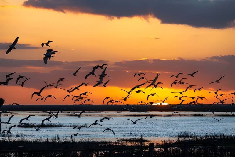 Parque Nacional de Doñana